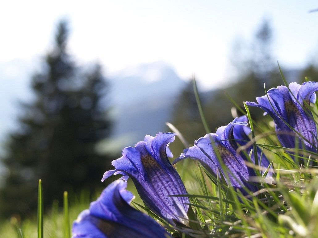 Montain flowers