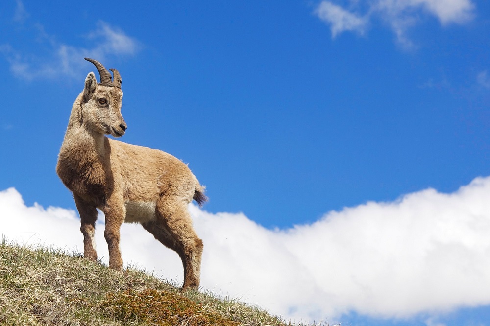 Un bouquetin sur le Grand Tour de la Vanoise, trek dans les Alpes de 7 jours